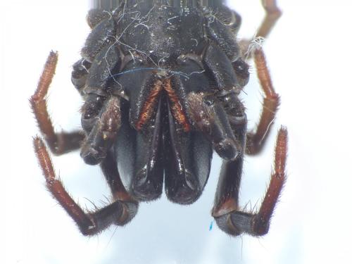 Atypus affinis